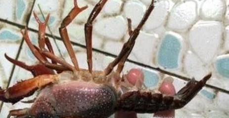 小龙虾应该怎样正确清洗，才干净？