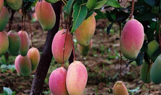 芒果表面有疙瘩是什么原因