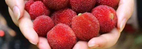 杨梅洗完可以放多久