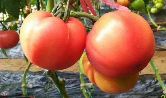 西红柿可以和土豆一起炒着吃吗