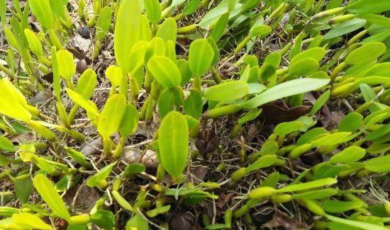 石橄榄的功效与作用及禁忌