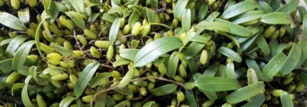 石橄榄的功效与作用及禁忌