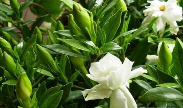 栀子花长虫子怎么办