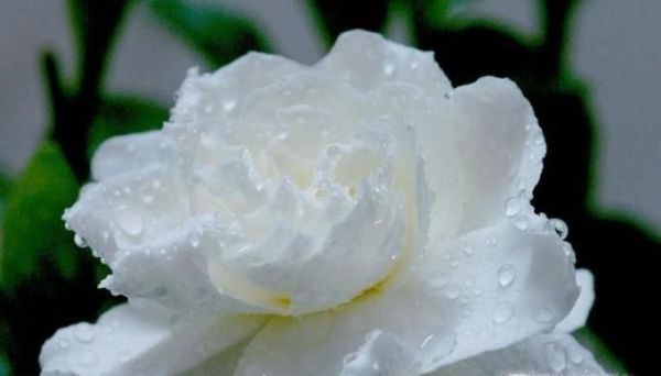 栀子花长虫子怎么办