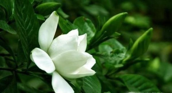 栀子花长虫子怎么办