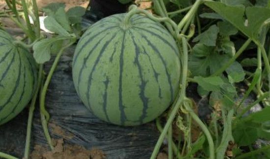 西瓜有点馊味还能吃吗