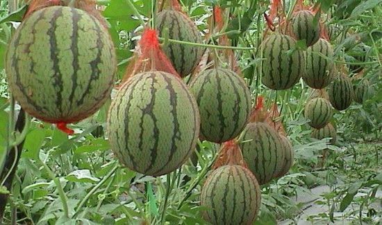 西瓜有点软软的能吃吗