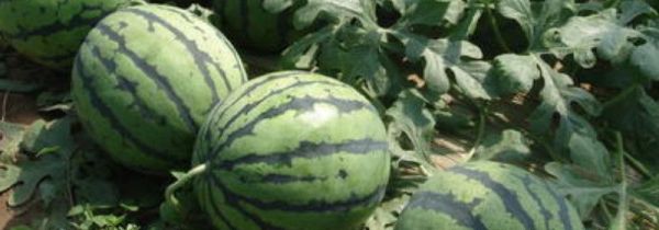 西瓜有点软软的能吃吗