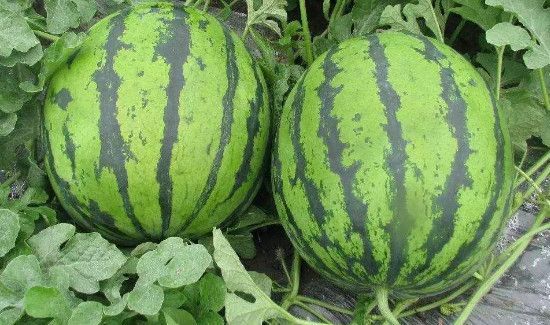 西瓜有点软软的能吃吗