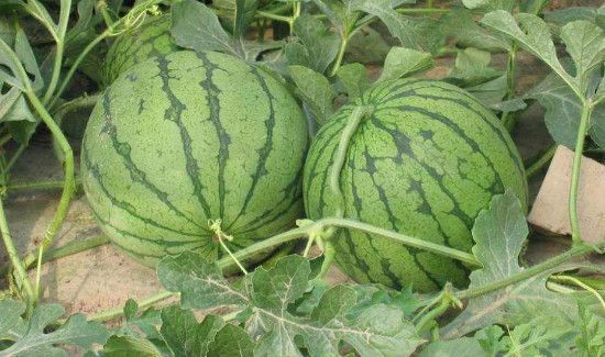 西瓜有点生放几天会变好吗