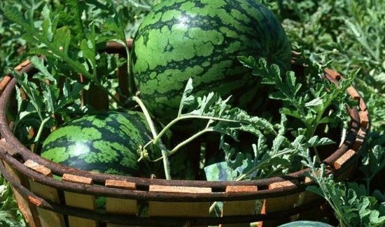 西瓜有点生放几天会变好吗