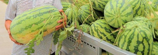 西瓜有点生放几天会变好吗