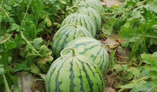 西瓜有点烂了还可以吃吗