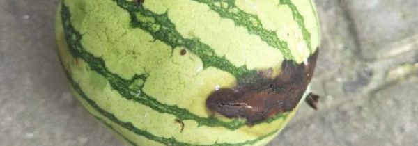 西瓜有点烂了还可以吃吗