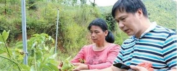 百香果花叶病的治疗