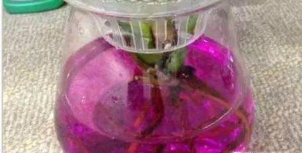 水培孔雀竹芋的养殖方法及注意事项
