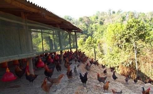 山上散养鸡怎么建鸡舍