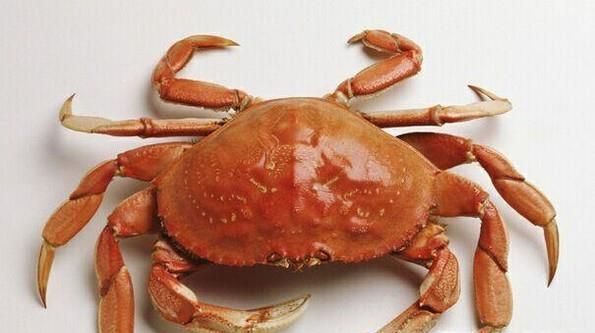 对猫非常危险的10种人吃的食物