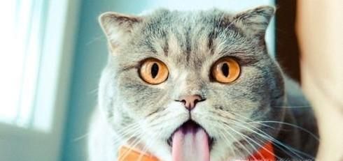 猫为什么总是吐舌头，猫一直吐舌头是生病了吗？