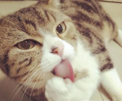 猫为什么总是吐舌头，猫一直吐舌头是生病了吗？