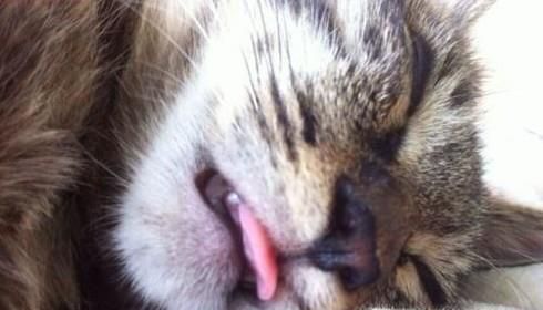 猫为什么总是吐舌头，猫一直吐舌头是生病了吗？