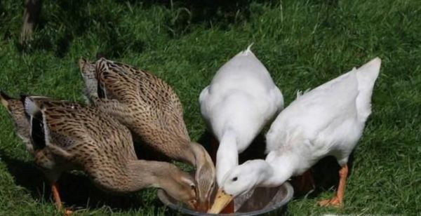 鸭子的正确饲养方法