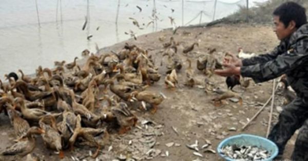 鸭子的正确饲养方法