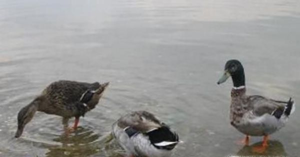 鸭子的正确饲养方法