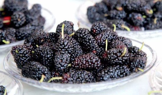 桑葚怎么去寒性