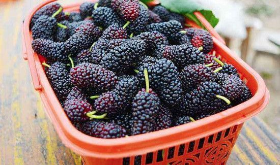 桑葚怎么去寒性