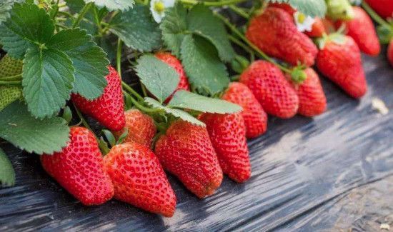 草莓的功效与作用禁忌