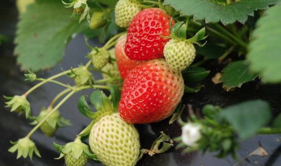 草莓的功效与作用禁忌