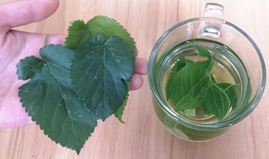 桑树叶泡水的危害