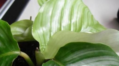 青苹果的养殖方法和注意事项