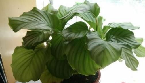 青苹果的养殖方法和注意事项