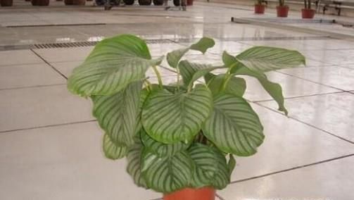 青苹果的养殖方法和注意事项