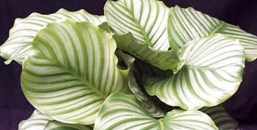 青苹果的养殖方法和注意事项