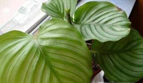 青苹果的养殖方法和注意事项