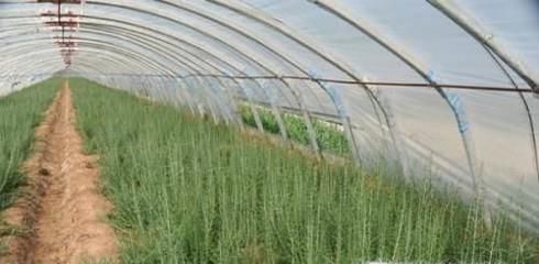 枸杞子的种植技术