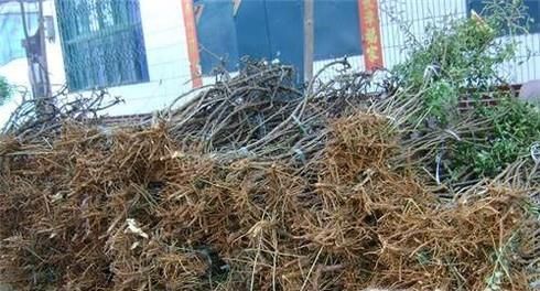 枸杞子的种植技术