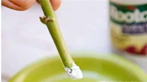 枸杞子的种植技术