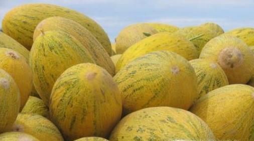 探望病人应该带什么水果