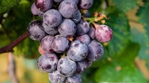 探望病人应该带什么水果