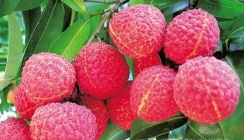 关于吃荔枝你一定要知道的窍门