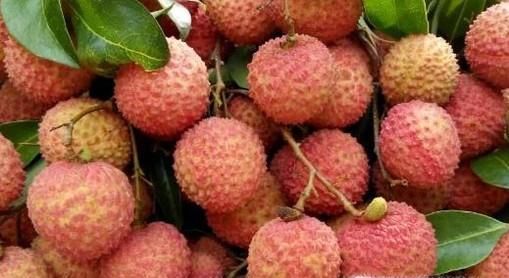 关于吃荔枝你一定要知道的窍门