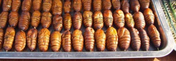 蚕蛹一天吃多少为宜