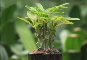 玉麒麟的养殖方法和注意事项