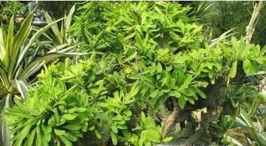 玉麒麟的养殖方法和注意事项