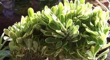 玉麒麟的养殖方法和注意事项