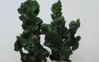 玉麒麟的养殖方法和注意事项